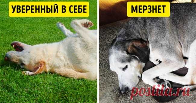 6 поз для сна, которые помогут лучше понять вашу собаку
