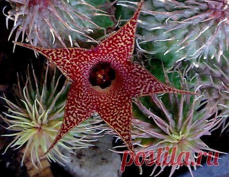huernia pillansii primera flor Explore mnovela2293's photos on Flickr. mnovela2293 has uploaded 5137 photos to Flickr.