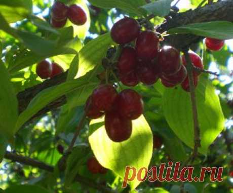 Кизил - лечебные свойства, применение, рецепты, фото