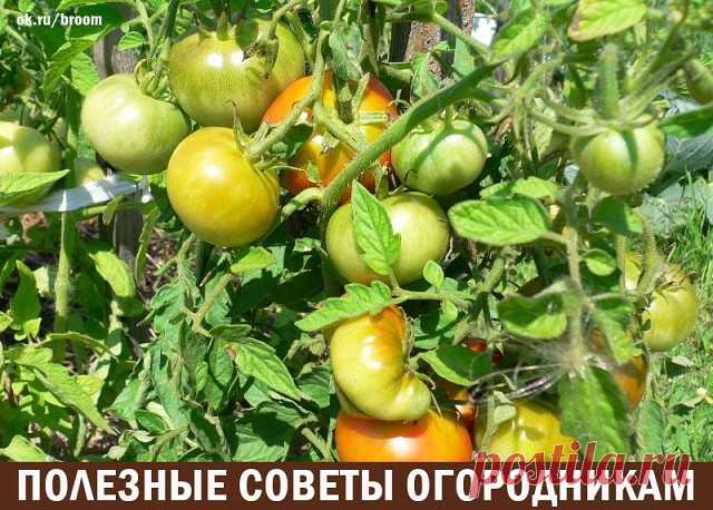Одноклассники