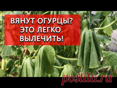 Почему вянут огурцы? Что делать? Как лечить фузариоз?
