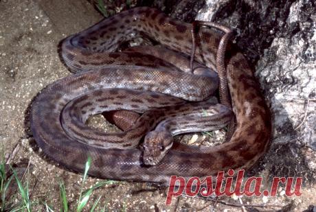Питон Simalia oenpelliensis, Австралия.
https://www.iucnredlist.org/details/42494211/0