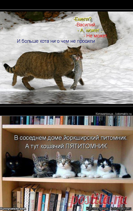 Котоматрица: Мои котоматрицы - Свежак