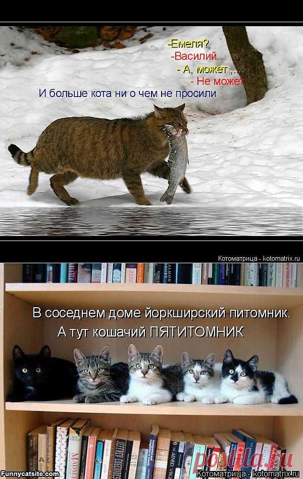 Котоматрица: Мои котоматрицы - Свежак
