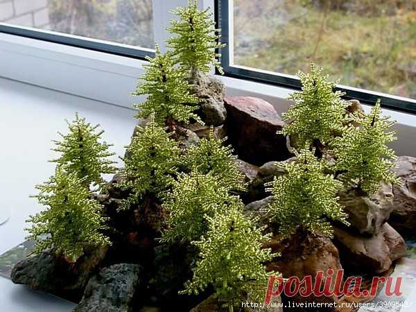 Изящные альпийские ёлочки своими руками