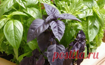 Эксперты назвали траву, регулирующую сахар в крови диабетиков Эксперты заявили, что предотвратить высокий уровень сахара в крови у диабетиков может добавка очень полезной травы – базилика священного.