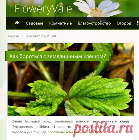 Как бороться с земляничным клещом? — FloweryVale.ru