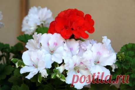 ***НЕПОВТОРИМЫЙ И ЧАРУЮЩИЙ МИР КРАСОТЫ-МИР ЦВЕТОВ***