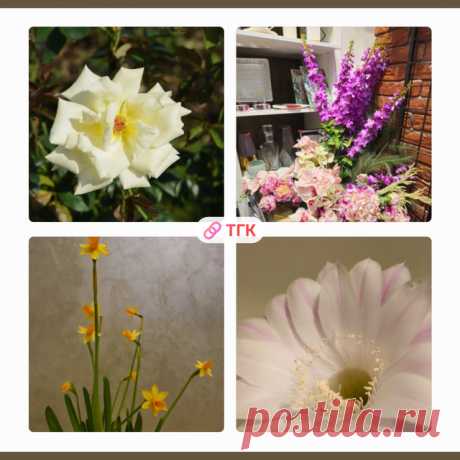 Публикация @collageaest в Now #цветы #природа #флора #коллаж