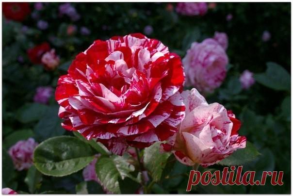 Как защитить розу | Журнал 