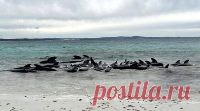 На побережье Западной Австралии обнаружены десятки мёртвых китов. Более 50 китов погибли, выбросившись на мель в Западной Австралии, волонтёры пытаются спасти десятки других особей, которые застряли на мелководье. Читать далее