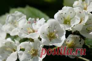 Периодичность урожайности яблони, методика увеличения урожая яблок - Чудо-огород