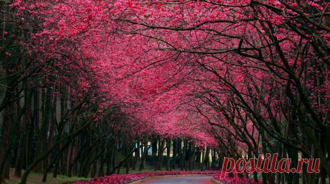 Цветущая вишня (легенда о дереве)