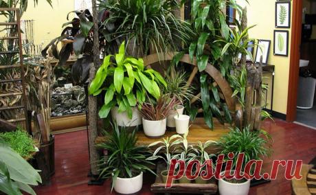 Весенняя обрезка и подкормка комнатных растений