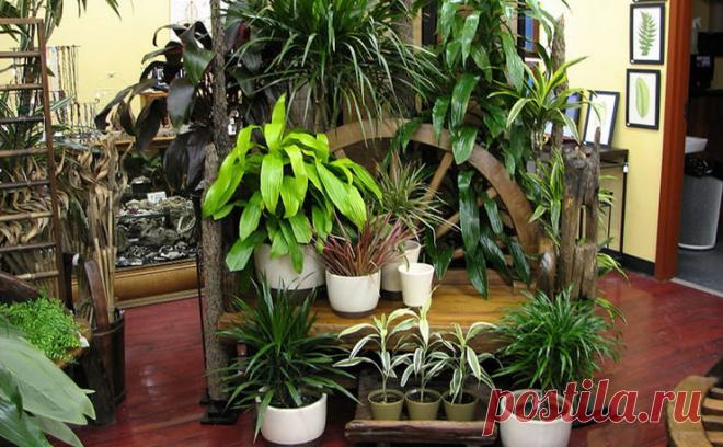 Весенняя обрезка и подкормка комнатных растений