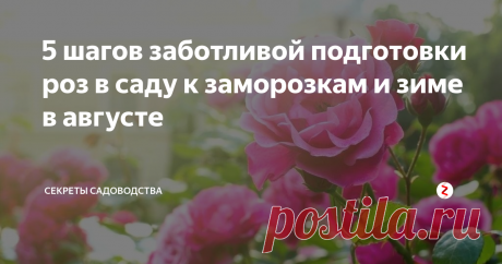 5 шагов заботливой подготовки роз в саду к заморозкам и зиме в августе Хотите, чтобы розы пережили зиму без потерь и прекрасные цветы в следующем году наполнили благоуханием ваш сад? Правильно подготовьте их к зимовке!
Чтобы не утверждали продавцы, любые виды и сорта роз в условиях климата средней полосы России нуждаются в специальных мерах перед заморозками. "Королева сада" — конечно, красивый, но очень капризный и не терпящий морозов цветок. Если вы о