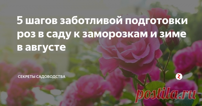 5 шагов заботливой подготовки роз в саду к заморозкам и зиме в августе Хотите, чтобы розы пережили зиму без потерь и прекрасные цветы в следующем году наполнили благоуханием ваш сад? Правильно подготовьте их к зимовке!
Чтобы не утверждали продавцы, любые виды и сорта роз в условиях климата средней полосы России нуждаются в специальных мерах перед заморозками. 