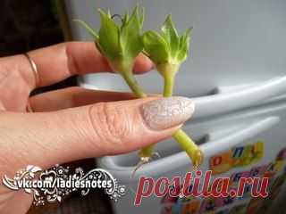 РАЗМНОЖЕНИЕ ГЛОКСИНИИ ЦВЕТОНОСОМ | Хитрости Жизни