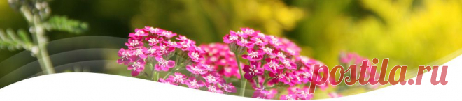 ООО Апифарм - Вазолептин, Кардиолептин, Аргофемин, здоровье без лекарств