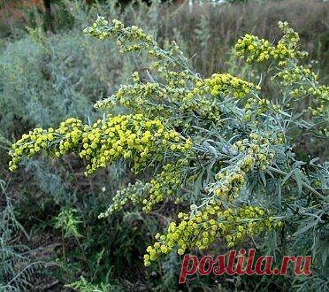 Полынная терапия.
      Лечение полынью очищает тело от всяких вредных организмов, находящихся в нем (это разного рода простейшие - трихомонады, хламиды, герпес, кандида, лямблии, эхинококковая инфекция)., излечивает бессоницу, нервные болезни и восстанавливает обмен веществ, в результате чего исчезает ожирение и лишний вес.
Полынная терапия снимает почти все воспалительные процессы, особенно при поражении пищеварительного тракта и половых путей. Полынь принимают при гинекологических заболевани