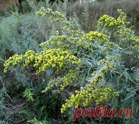 Полынная терапия.
      Лечение полынью очищает тело от всяких вредных организмов, находящихся в нем (это разного рода простейшие - трихомонады, хламиды, герпес, кандида, лямблии, эхинококковая инфекция)., излечивает бессоницу, нервные болезни и восстанавливает обмен веществ, в результате чего исчезает ожирение и лишний вес.
Полынная терапия снимает почти все воспалительные процессы, особенно при поражении пищеварительного тракта и половых путей. Полынь принимают при гинекологических заболевани