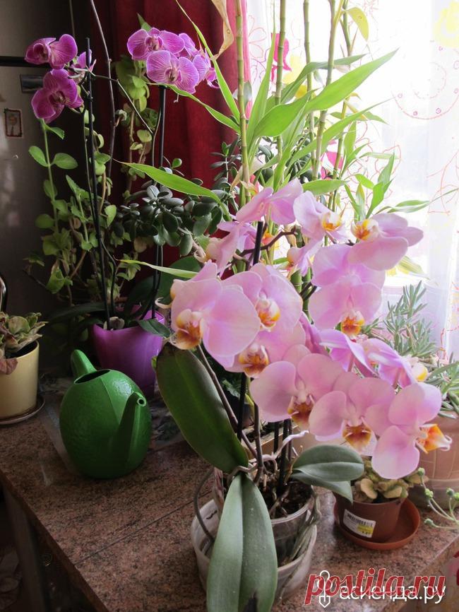 Как приручить орхидею.: Группа Комнатные растения