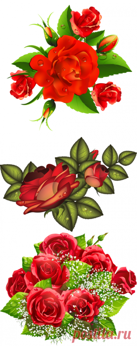 Шикарные розы - клипарт png