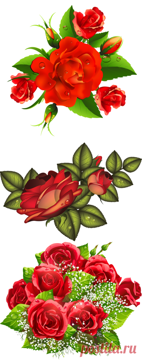 Шикарные розы - клипарт png