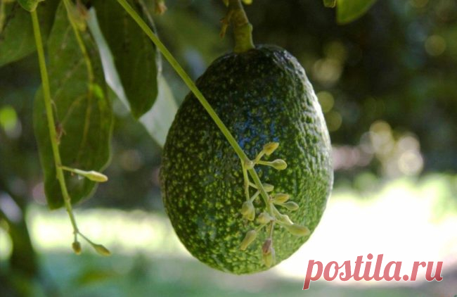 Врачи молчат об этом! 7 продуктов, которые очищают организм лучше любых лекарств!