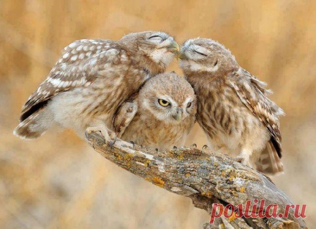 Пост совиной мудрости