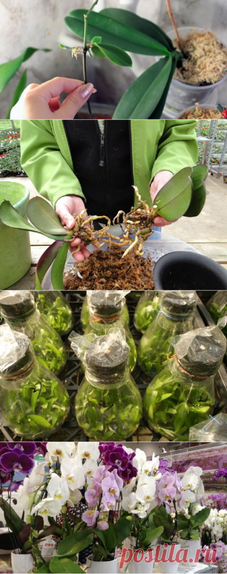 Мои орхидеи — моя гордость! Размножаю их одним секретным способом… — Мир Растений