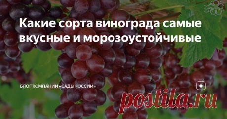 Какие сорта винограда самые вкусные и морозоустойчивые Выбирая сорт винограда для посадки, обязательно обращают внимания не только на его вкусовые качества, но и морозоустойчивость. Ведь некоторые теплолюбивые разновидности в суровые зимы вымерзают даже под укрытиями.
Предлагаем вашему вниманию вкусные и выносливые сорта винограда, которые выведены специально для холодных регионов.
Рилайнс
Этот сорт заслуживает звание шедеврального: