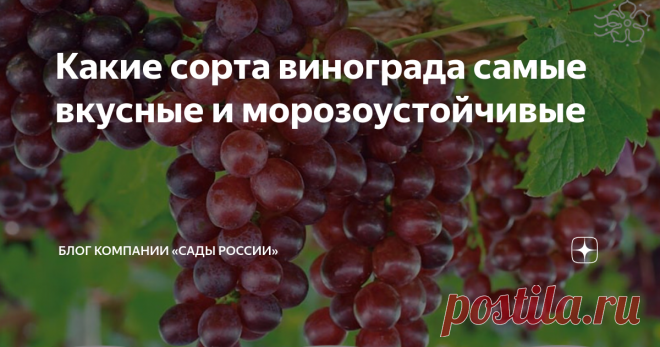 Какие сорта винограда самые вкусные и морозоустойчивые Выбирая сорт винограда для посадки, обязательно обращают внимания не только на его вкусовые качества, но и морозоустойчивость. Ведь некоторые теплолюбивые разновидности в суровые зимы вымерзают даже под укрытиями.
Предлагаем вашему вниманию вкусные и выносливые сорта винограда, которые выведены специально для холодных регионов.
Рилайнс
Этот сорт заслуживает звание шедеврального: