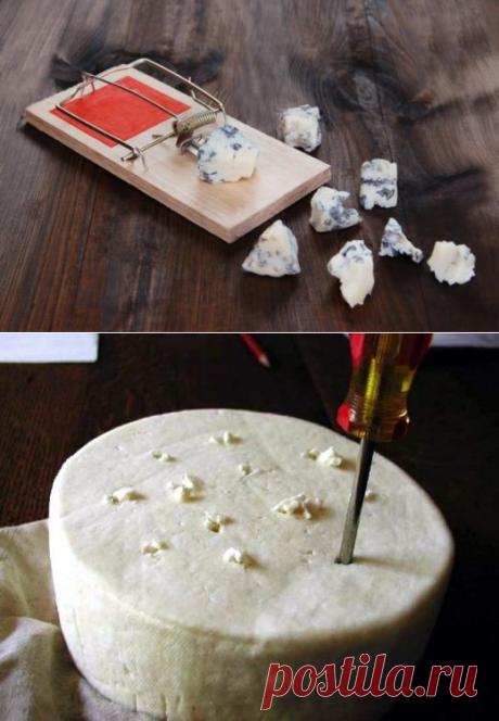 (+1) тема - Безопасно ли есть голубой сыр (с плесенью) и можно ли его сделать дома | Среда обитания