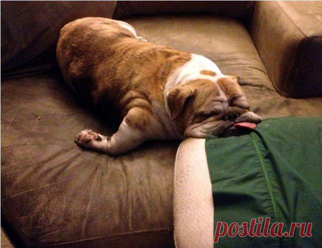 20 щенков, постигших искусство сон-фу