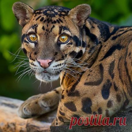 Смешная дикая природа