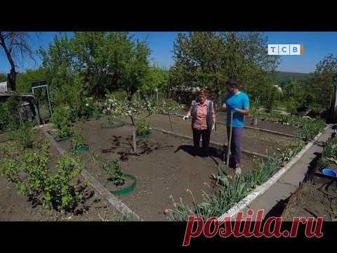 Тыква и фасоль. Секреты посадки и ухода. 6 соток 07.05.2018