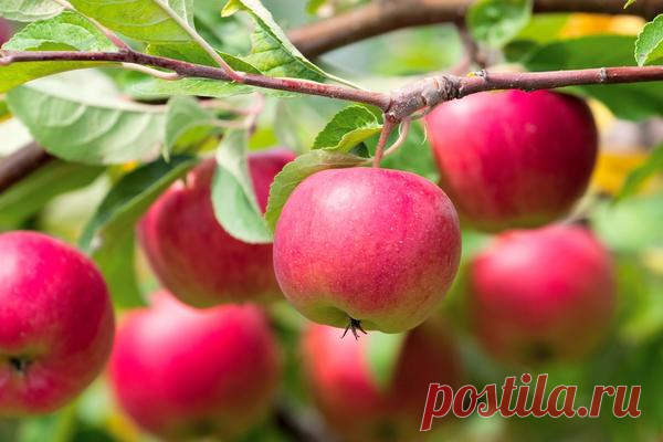 11 секретов хорошего урожая яблок / яблони / 7dach.ru