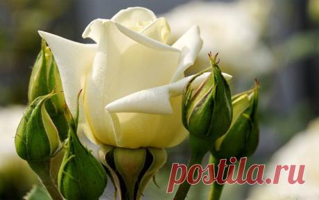 Красавица роза!