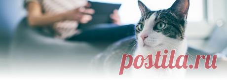 Болезнь кошачьих ЦАРАПИН: симптомы и лечение | Hill’s Иногда безобидные игры с кошкой могут привести к болезненным укусам или глубоким царапинам. Кошачьи царапины? В свою очередь, могут привести в болезни фелиноз, что может быть очень опасно для человека.