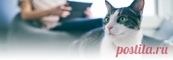 Болезнь кошачьих ЦАРАПИН: симптомы и лечение | Hill’s Иногда безобидные игры с кошкой могут привести к болезненным укусам или глубоким царапинам. Кошачьи царапины? В свою очередь, могут привести в болезни фелиноз, что может быть очень опасно для человека.