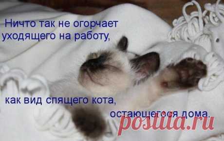 Живой уголок. Кошки, собаки