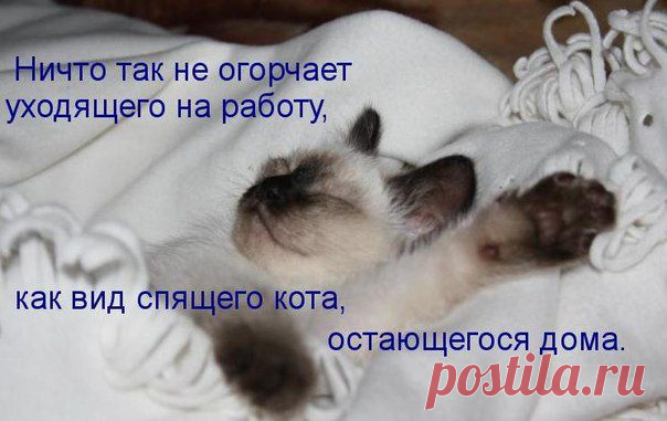 Живой уголок. Кошки, собаки