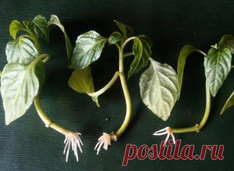 Я умудряюсь черенковать перцы и получать урожай! 
Шах и мат Андрею Лозовому и другим агрономам, которые утверждают, что при посадке нельзя заглублять перцы. Еще как можно!

Если честно, то я сама была в шоке от своего открытия несколько лет назад. Я…