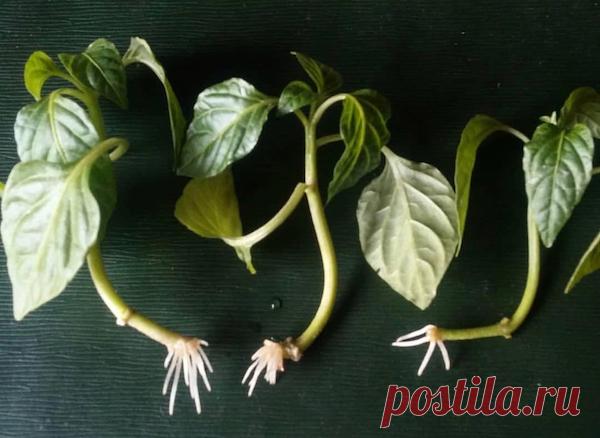 Я умудряюсь черенковать перцы и получать урожай! 
Шах и мат Андрею Лозовому и другим агрономам, которые утверждают, что при посадке нельзя заглублять перцы. Еще как можно!

Если честно, то я сама была в шоке от своего открытия несколько лет назад. Я…