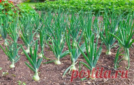 Простые правила подкормки для большого урожая лука
Добрый день, мой читатель. Желание любого огородника – крупный лук. Но как получить хороший урожай этого овоща? Ответ прост – грамотный уход. С ранней весны и до поздней осени лук требует к себе внимательного отношения. И взамен он готов стать крупным и сочным. Как получить урожай крупного лука. Иллюстрация для статьи используется по стандартной лицензии […]
Читай пост далее на сайте. Жми ⏫ссылку выше