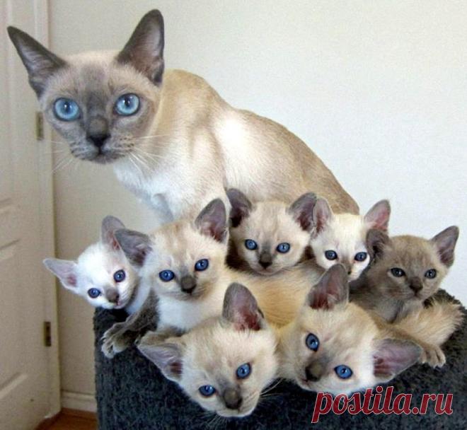 мама в обиду не даст