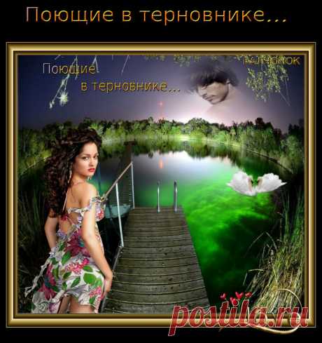 Поющие в терновнике...