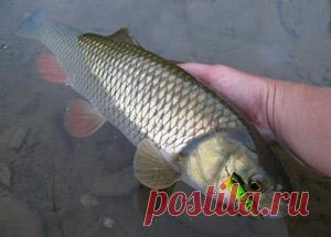 Рыбалка видео: Ловля голавля в марте