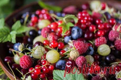 Von Aronia bis Goji: Was in Super-Beeren steckt | WEB.DE